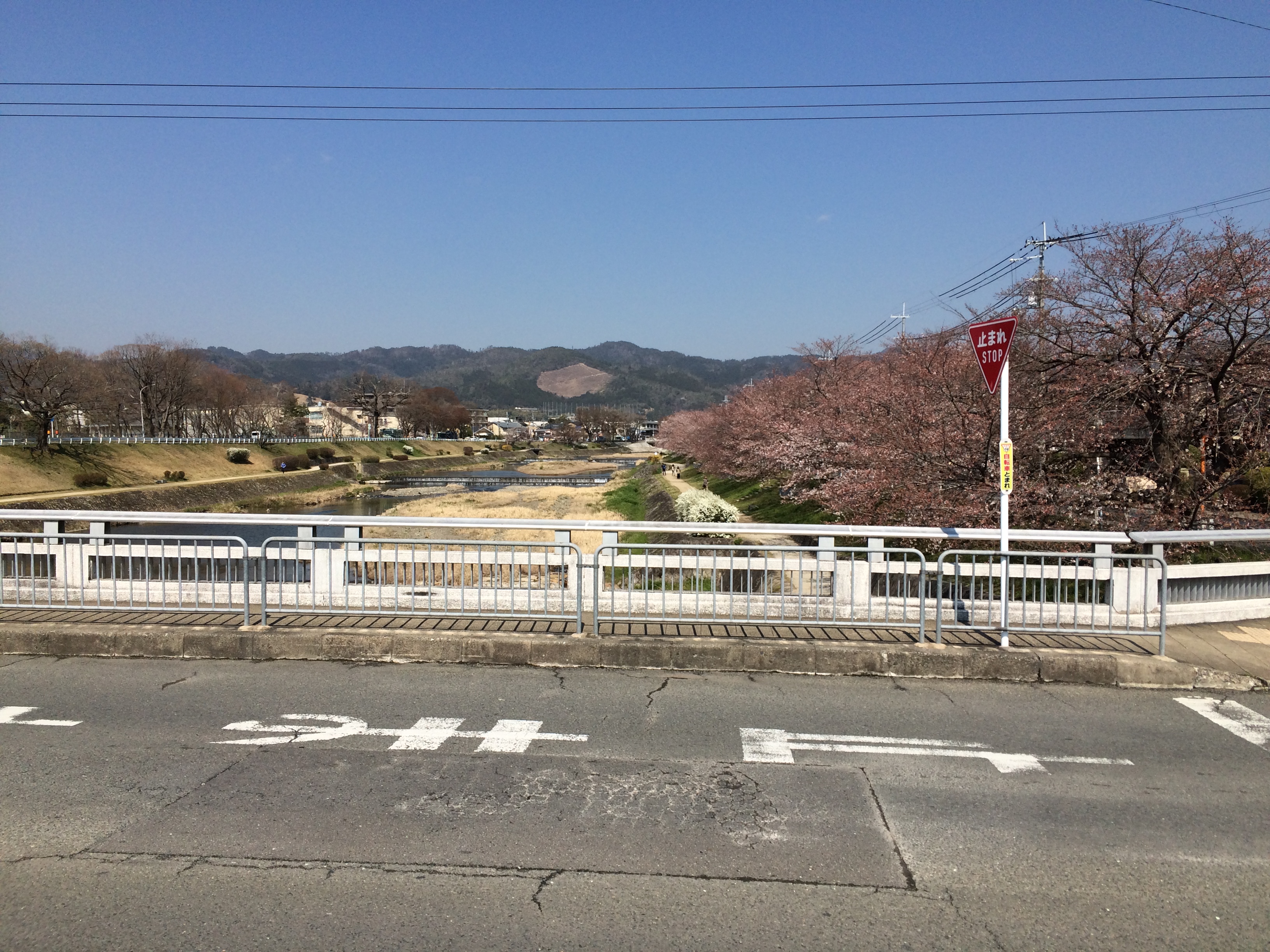 今日の鴨川(2019/04/04)