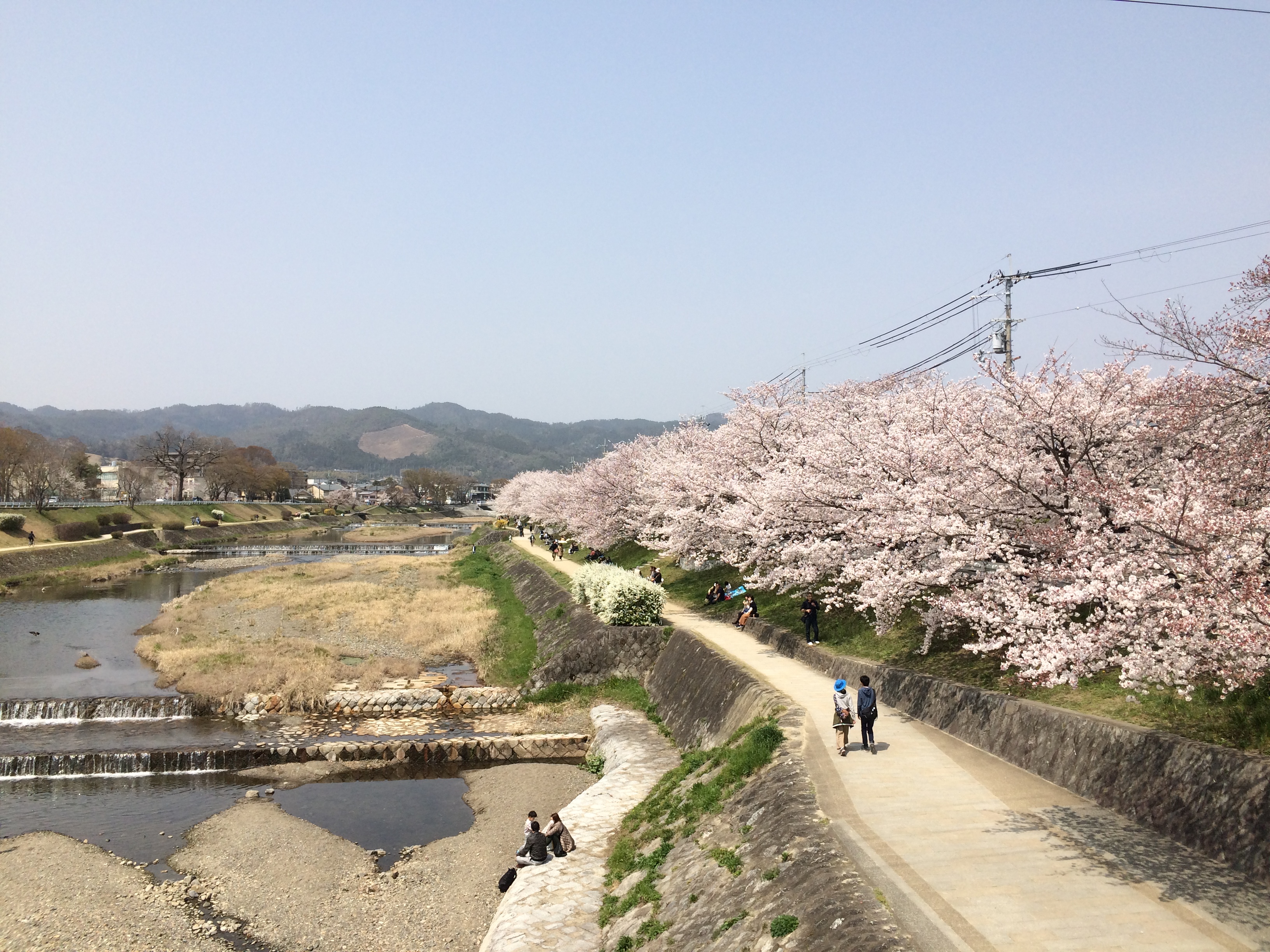 今日の鴨川(2019/04/07)