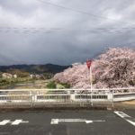 今日の鴨川(2019/04/11)