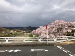 今日の鴨川(2019/04/11)